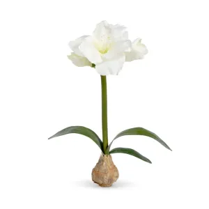 White Amaryllis Bulb
